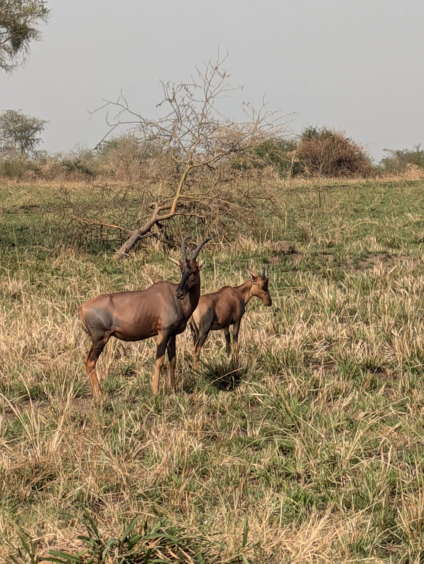 Safari Adventure