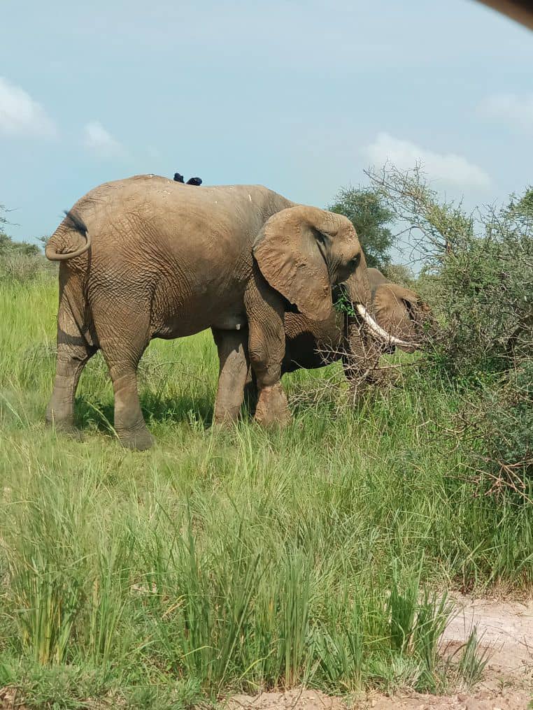 Safari Adventure