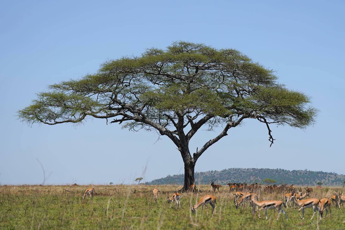 Safari Adventure