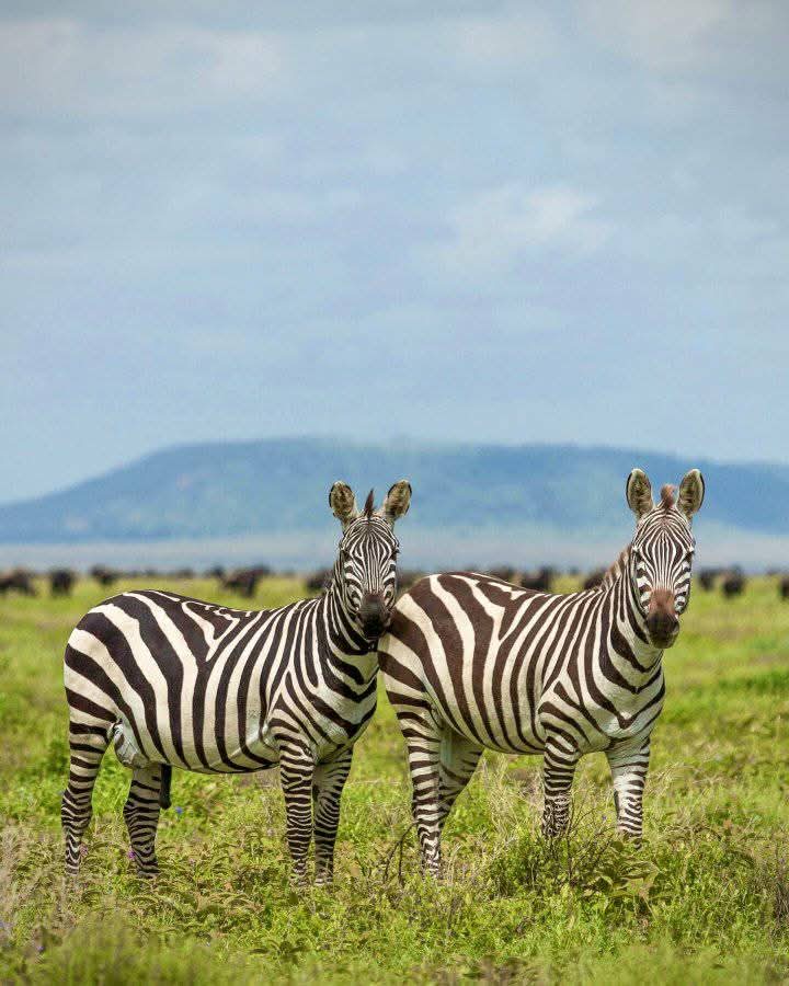 Safari Adventure