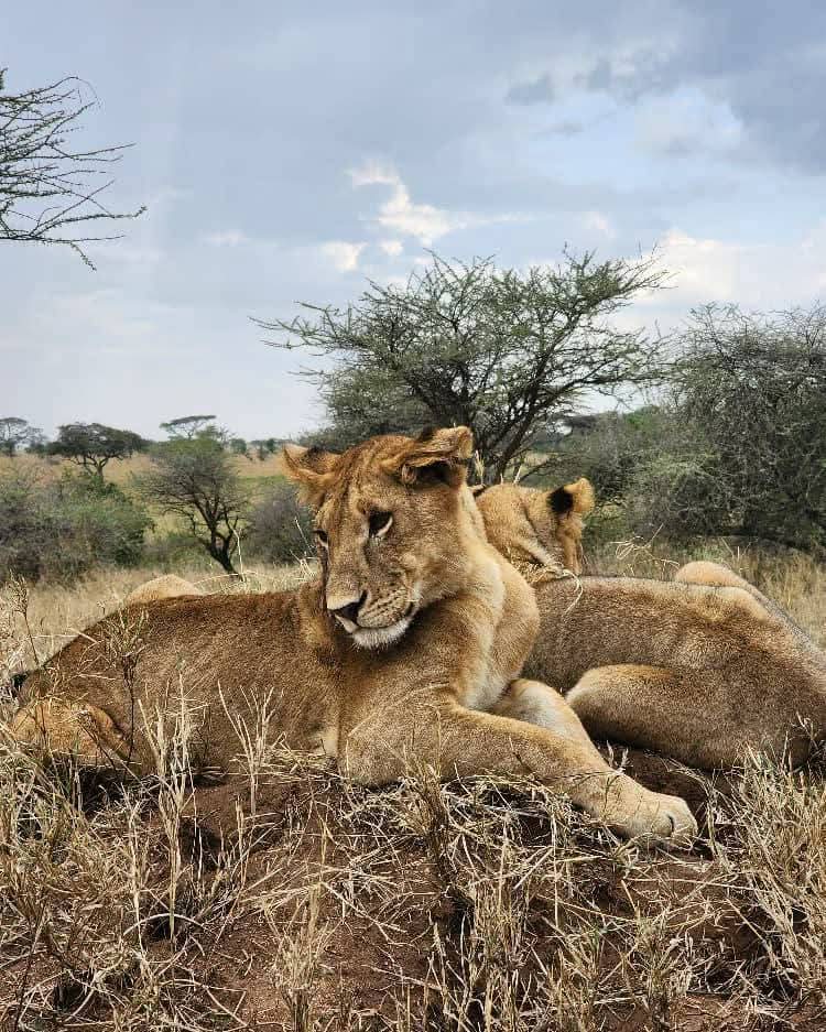 Safari Adventure