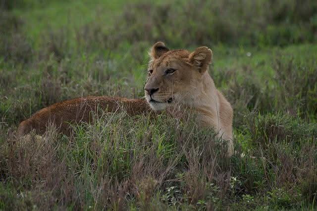 Safari Adventure