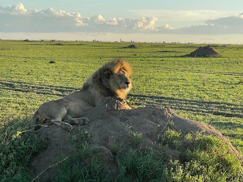 Safari Adventure