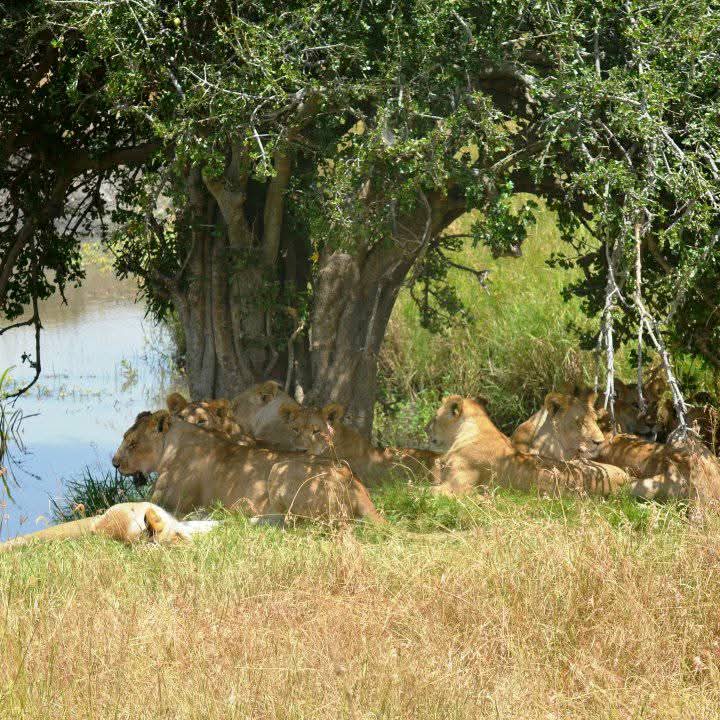 Safari Adventure