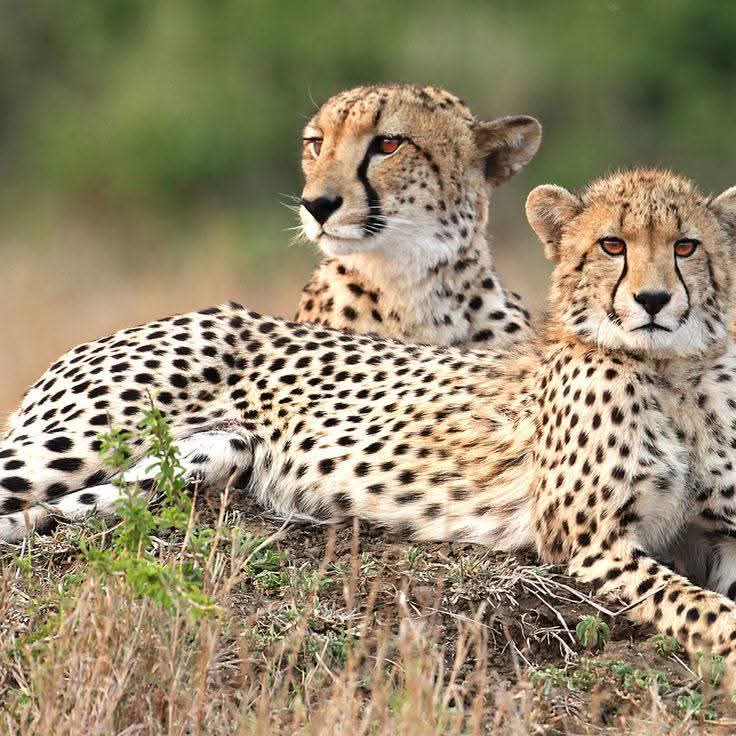 Safari Adventure