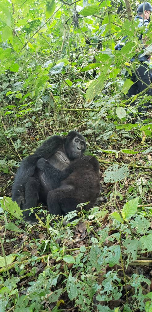 Mgahinga Gorilla National Park