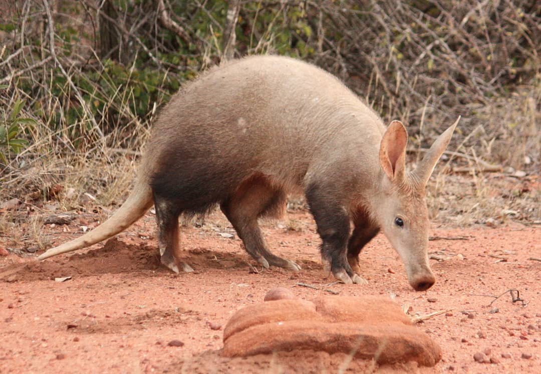 Aardvark Wildlife Safaris Tanzania