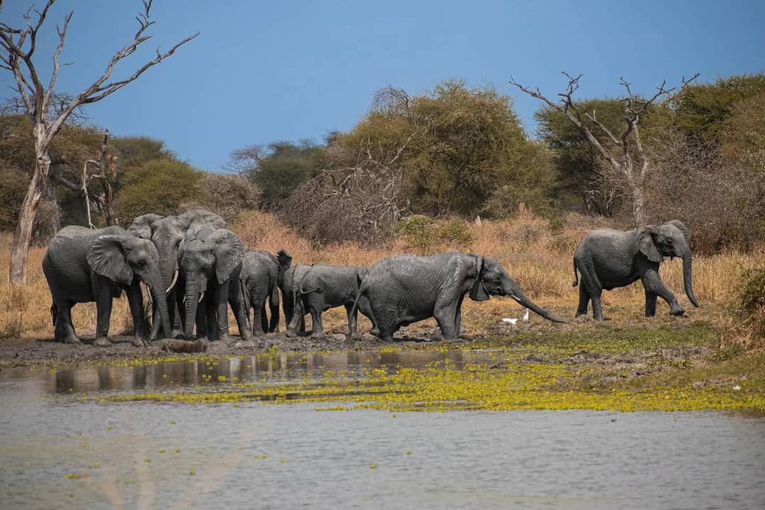 African Elephants Wildlife Safaris