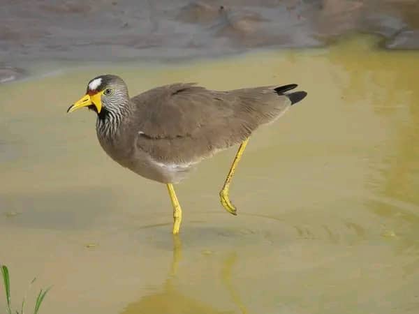 African Wattled Lapwing Uganda