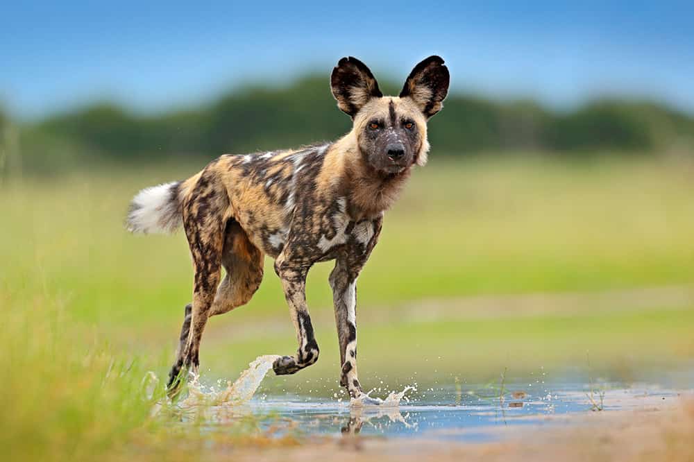 African Wild Dog Wildlife Tanzania