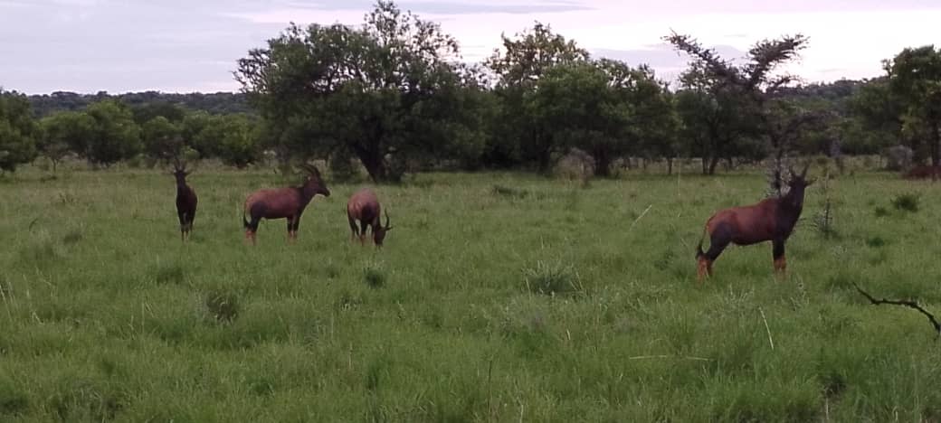 Antelope Uganda Wildlife
