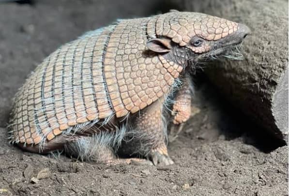 Armadillo Wildlife Safaris