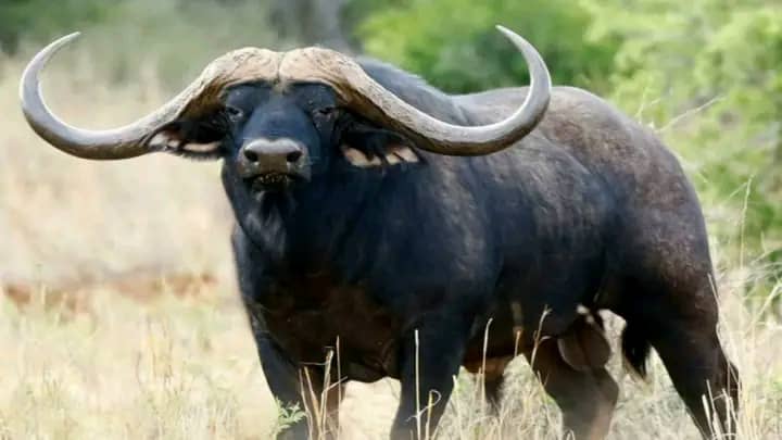 Buffalo Safaris Uganda