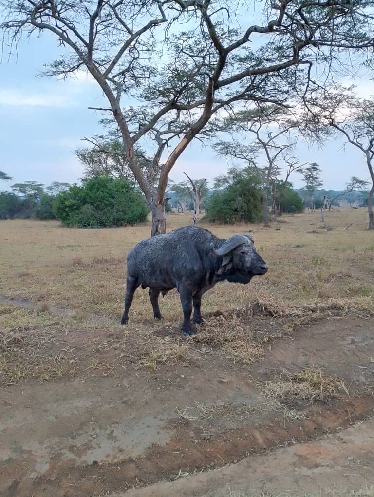 Buffalo Tanzania Safari