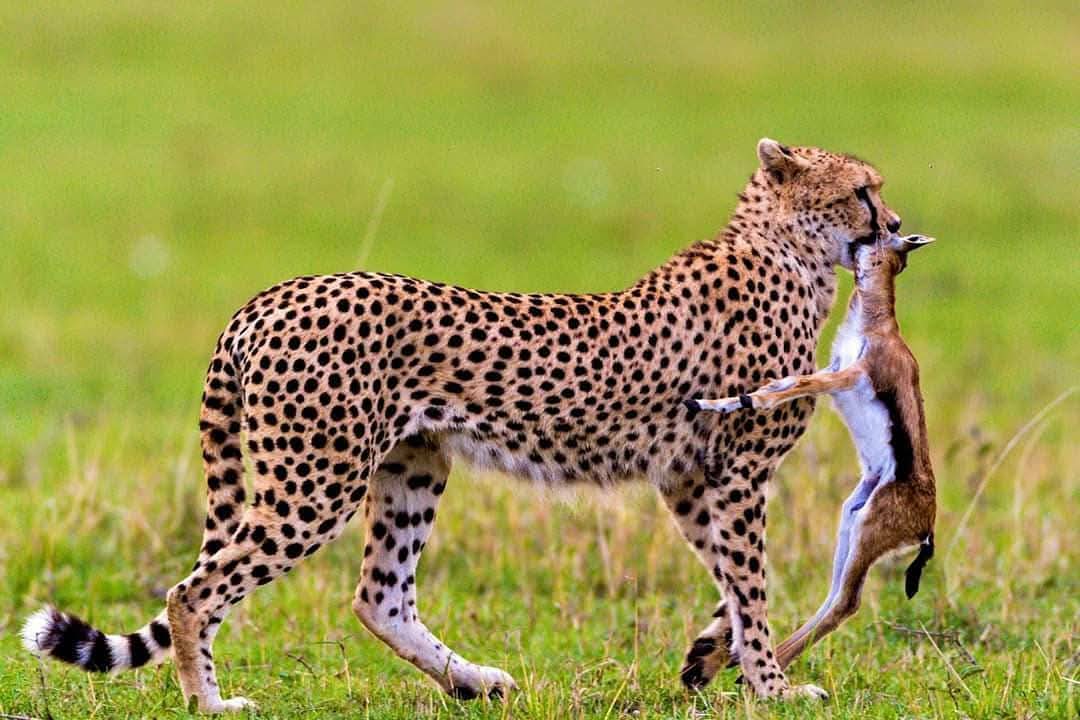 Cheetah Hunt Wildlife Safaris