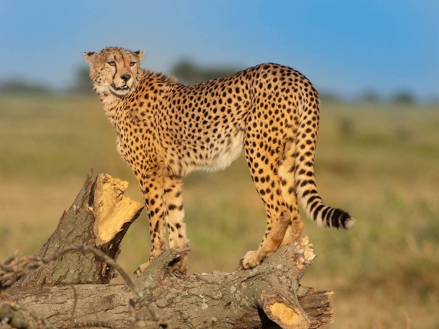 Cheetah Kidepo Valley National Park