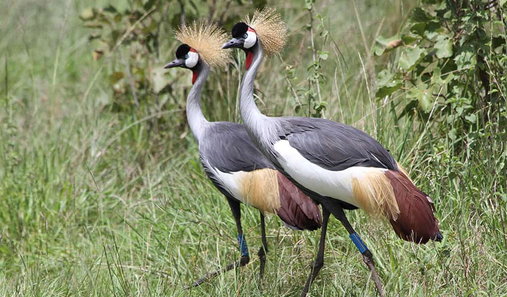 Crested Crane Uganda Birding
