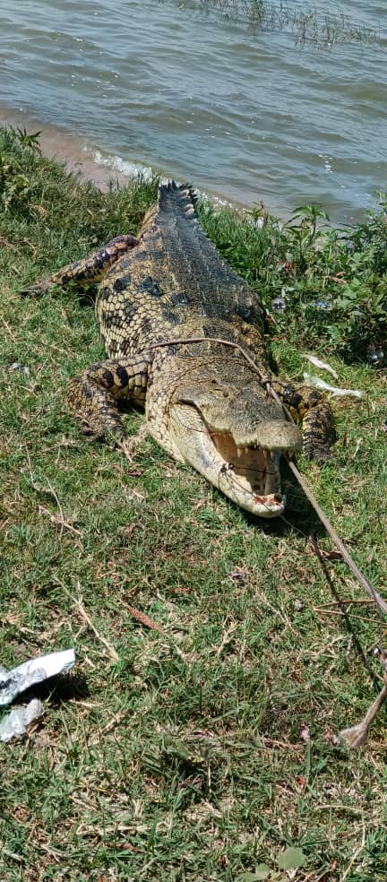 Crocodile Wildlife Safaris