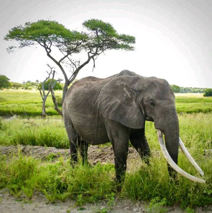 Elephant Wildlife Safaris