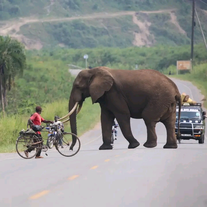 Elephant Crossing Road