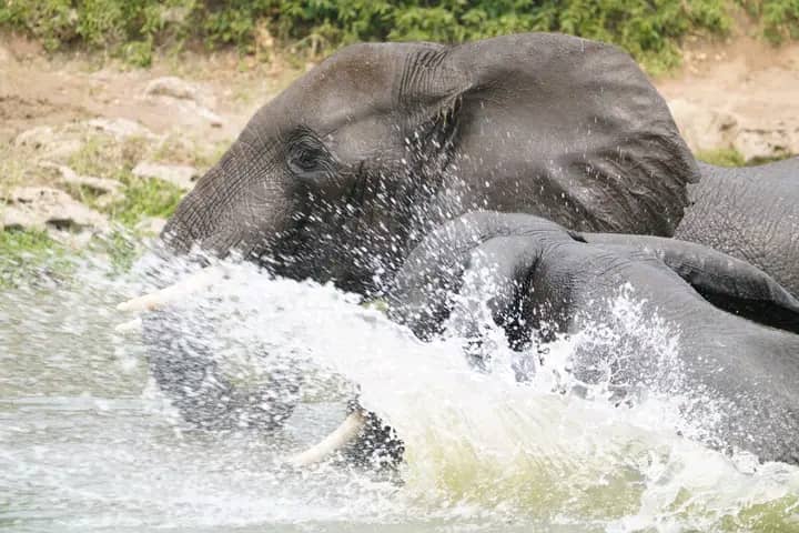Elephant Game Tour