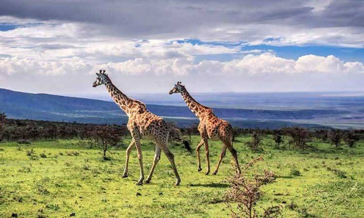 Giraffe Safaris