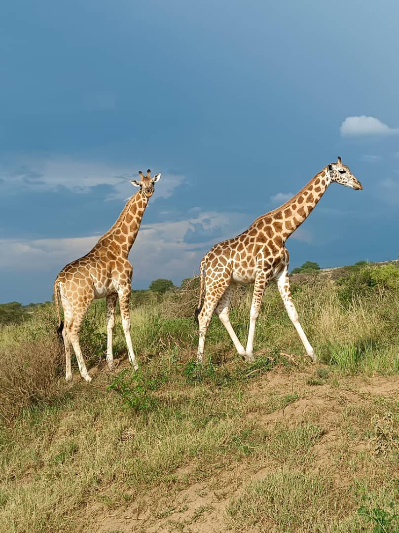 Giraffe Tanzania Safaris