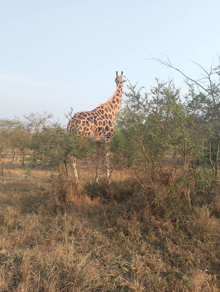 Giraffe Uganda Safaris