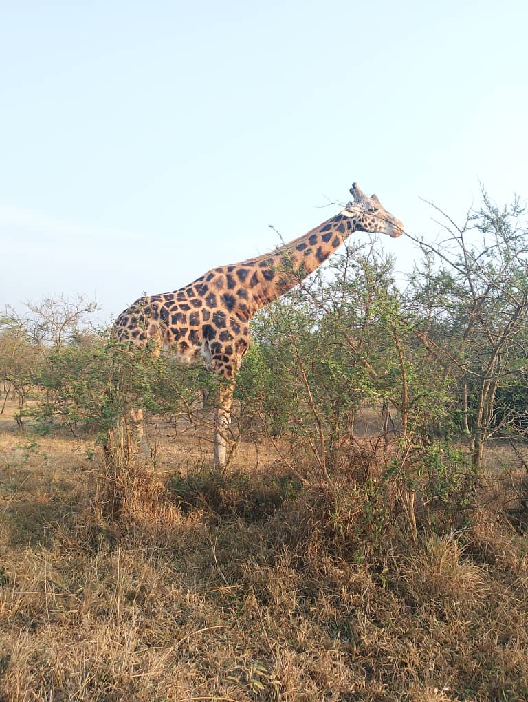 Giraffe View Uganda Safaris