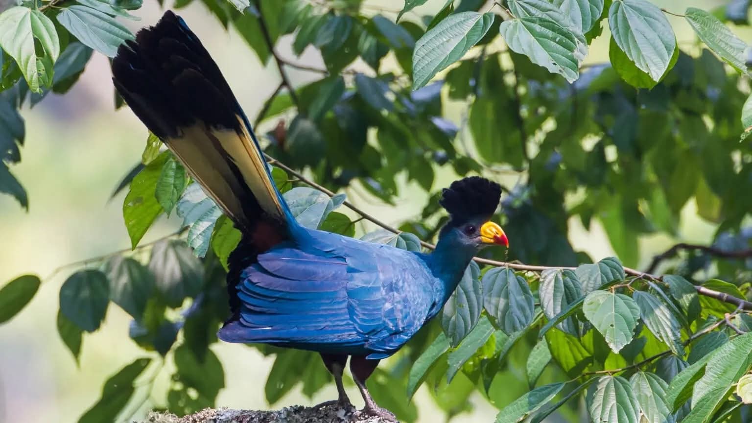 Great Blue Turaco Birding