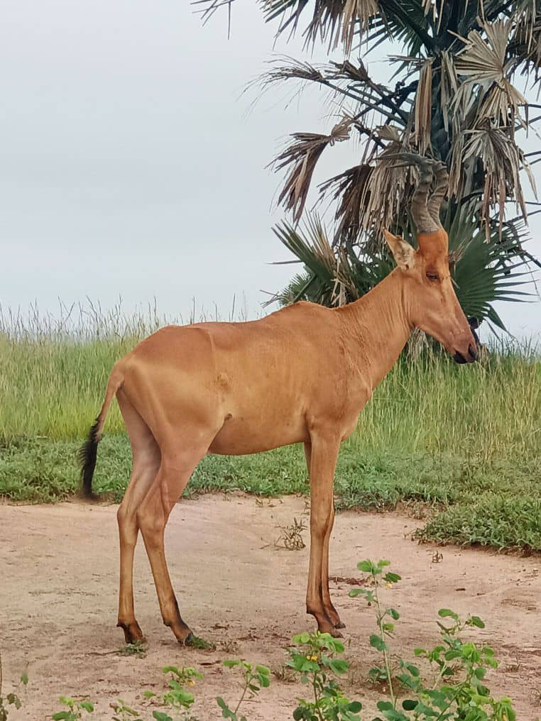 Hartebeest Safaris Tour