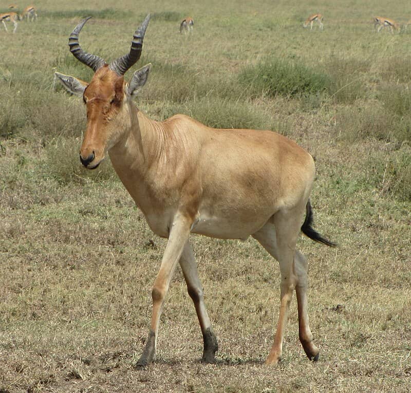 Hartebeest Wildlife Safaris Uganda