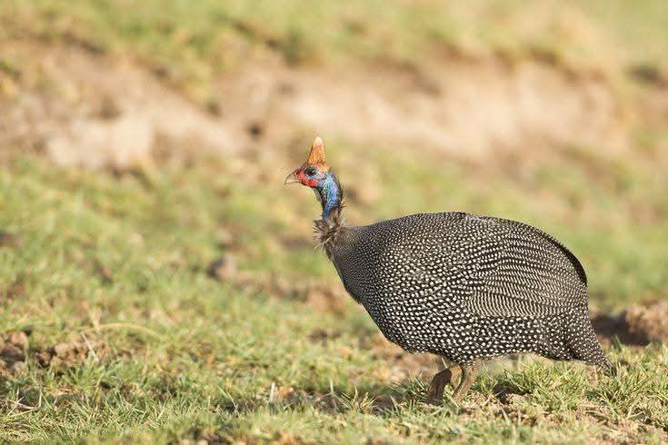 Helmeted Guineafowl National Park Kenya