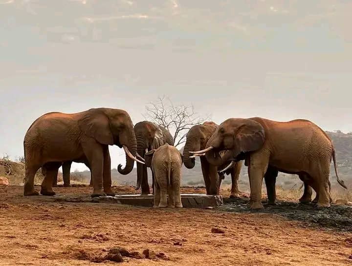 Herd of Elephants Wildlife Tour