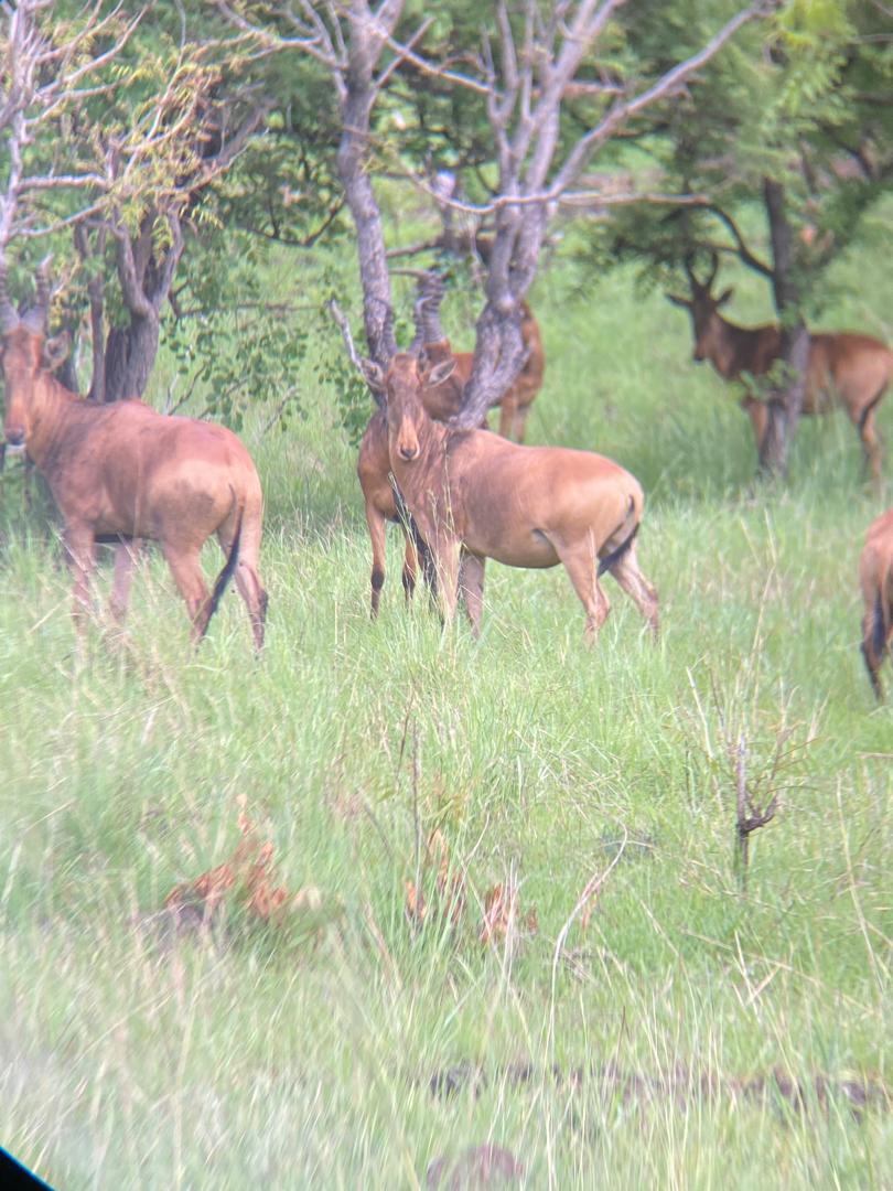 Large Antelope Safaris Uganda