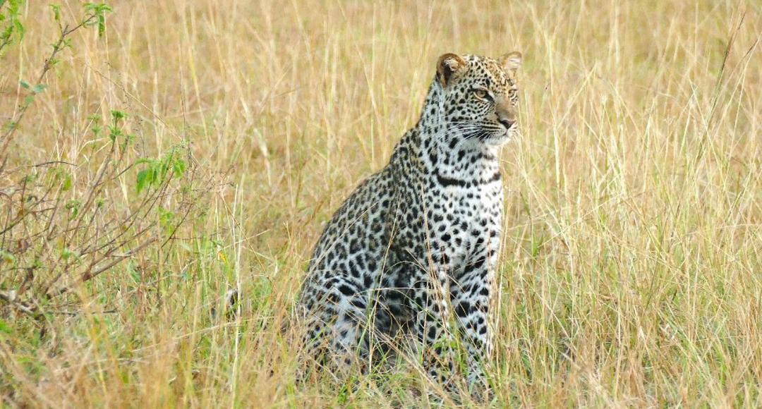 Leonard Wildlife Tour Safaris