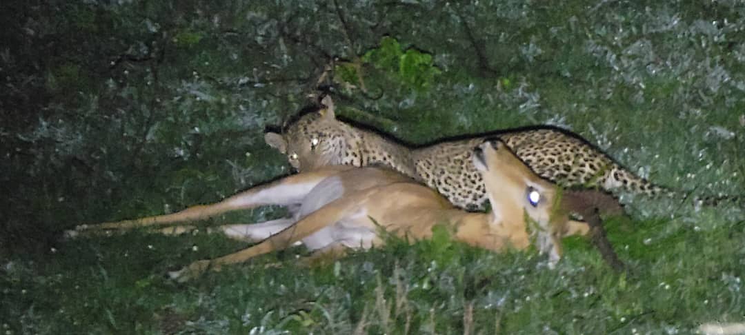 Leonard Wildlife
