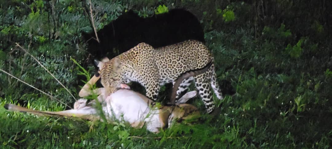 Leopard Hunting Safaris