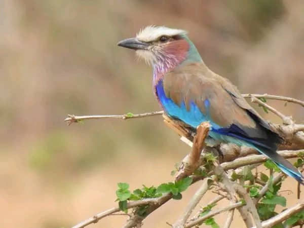 Lilac Breasted Roller Bird Viewing Safaris