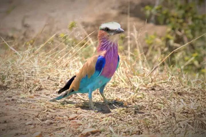Lilac Breasted Roller Bird Viewing