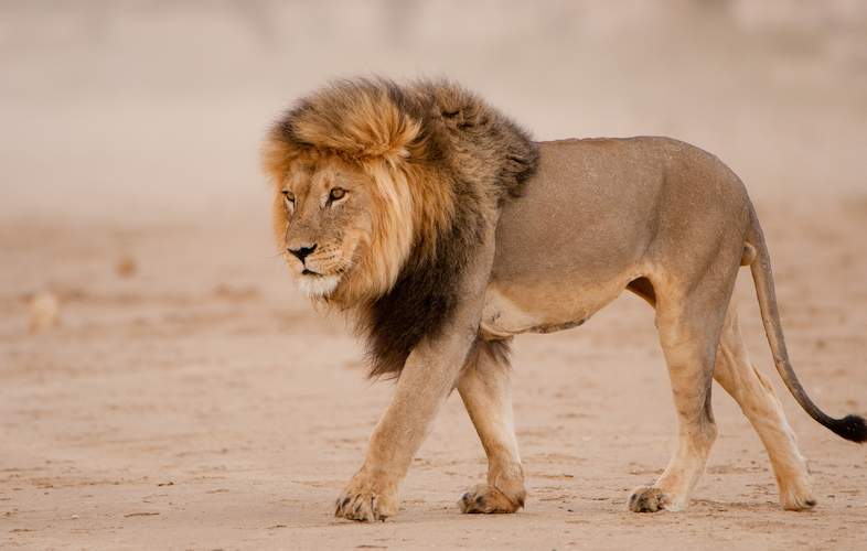 Lion Wildlife Safaris