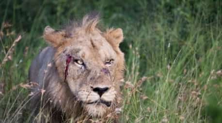 Lion Wildlife Tanzania