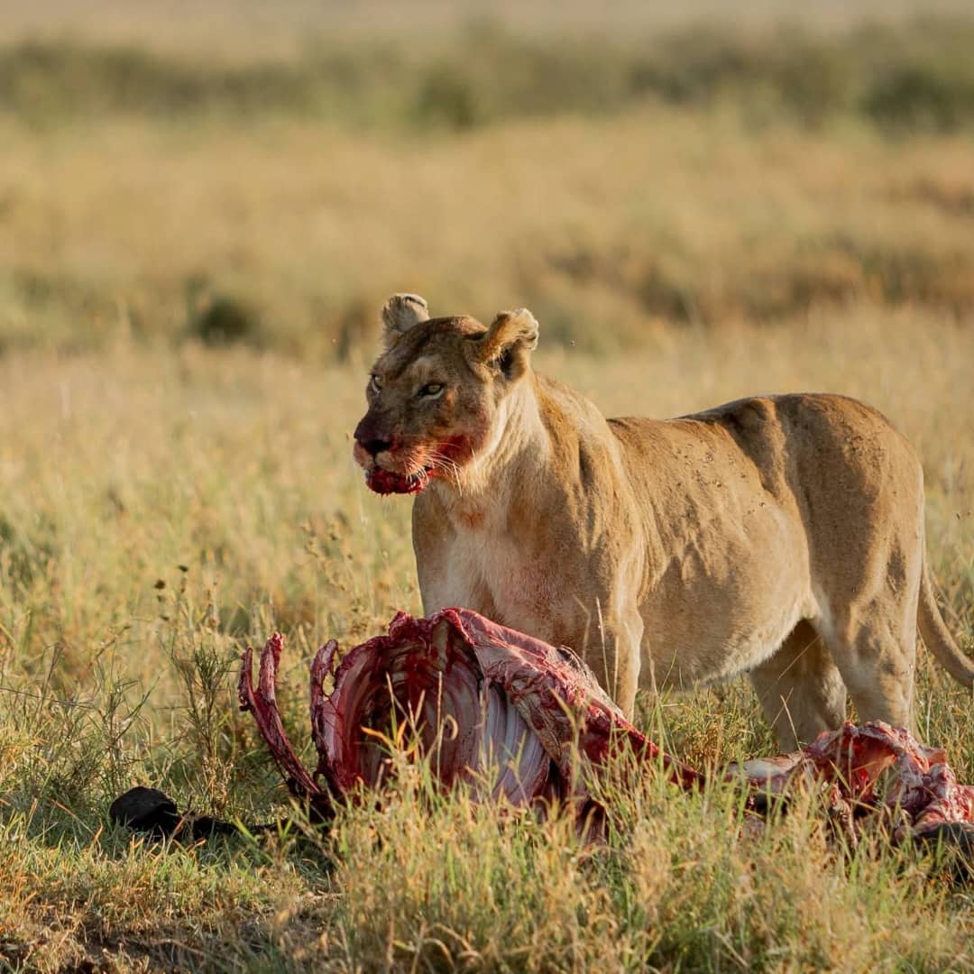 Lion Wildlife