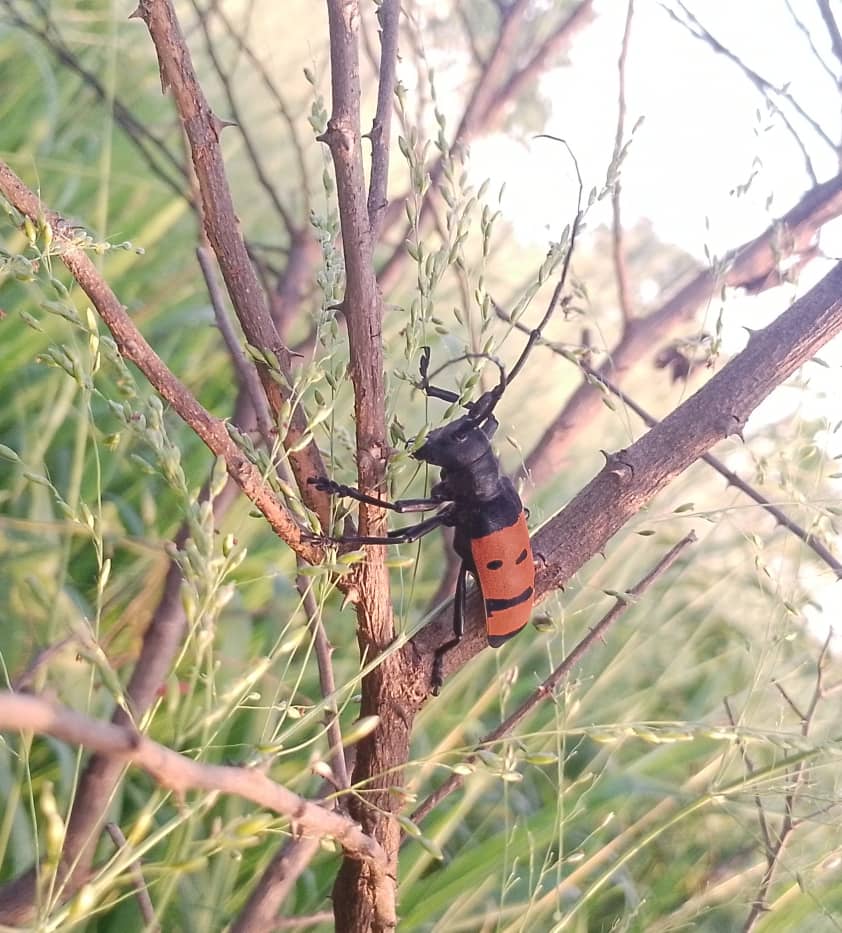 Longhorn Beetle