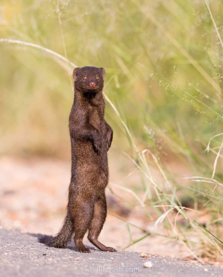Mongoose Wildlife Safaris