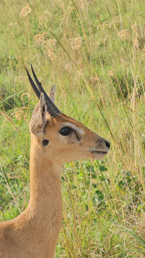 Mountain Gazelle Wildlife Safaris