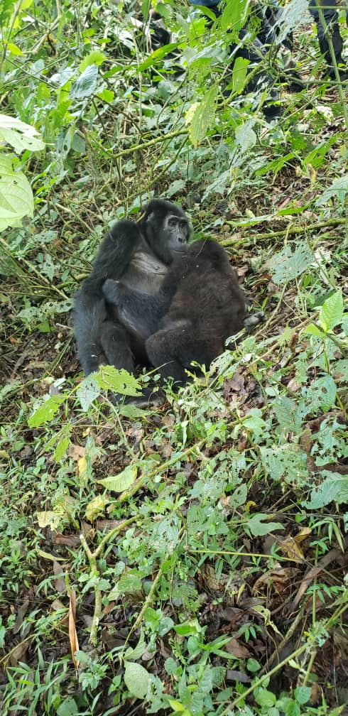 Mountain Gorilla in Jungle
