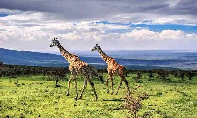 Masai Giraffes Ngorongoro