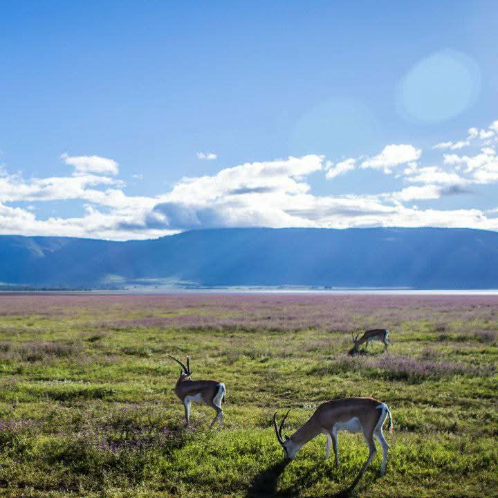 Ngorongoro Crater