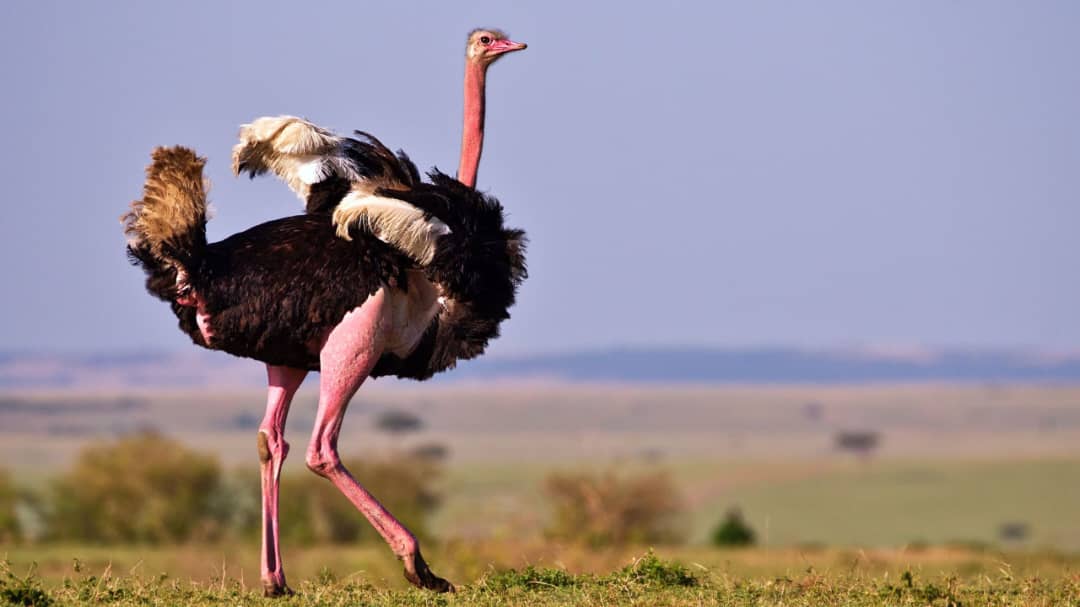 Ostrich Birding Lenya